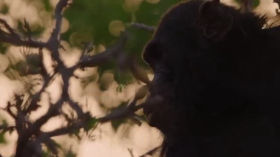 დინასტიები / Dynasties (ქარტულად) cover